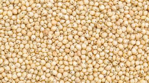 Production of ethanol from food grains | अन्नधान्यापासून इथेनॉल निर्मिती Production of ethanol from food grains | अन्नधान्यापासून इथेनॉल निर्मिती