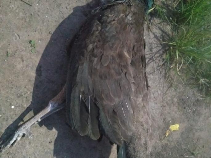 Dead Landor was found in Shiv Colony | शिव कॉलनीत मृत लांडोर आढळला Dead Landor was found in Shiv Colony | शिव कॉलनीत मृत लांडोर आढळला