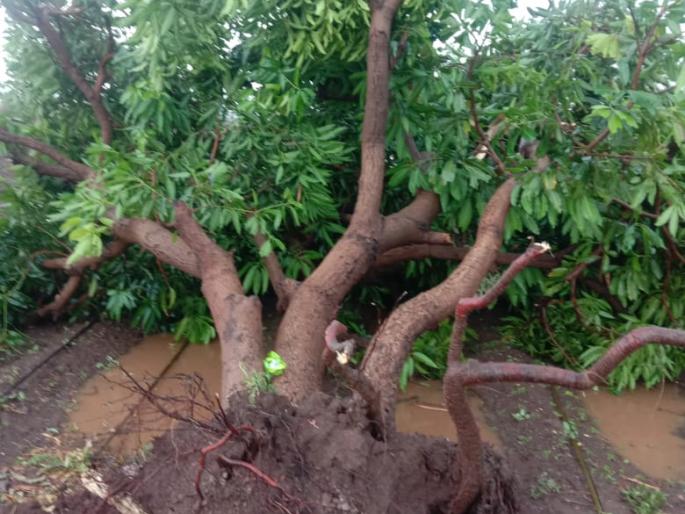 Heavy presence of pre-monsoon rains in the district | जिल्ह्यात मान्सूनपूर्व पावसाची जोरदार हजेरी Heavy presence of pre-monsoon rains in the district | जिल्ह्यात मान्सूनपूर्व पावसाची जोरदार हजेरी