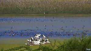 Demand to open Nandur Madhyameshwar Sanctuary for tourists | नांदूरमध्यमेश्वर अभयारण्य् पर्यटकांसाठी खुले करण्याची मागणी Demand to open Nandur Madhyameshwar Sanctuary for tourists | नांदूरमध्यमेश्वर अभयारण्य् पर्यटकांसाठी खुले करण्याची मागणी