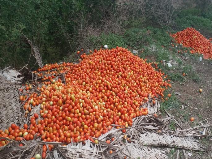 The market price of tomato down , only two rupees per kg | टोमॅटोचे बाजारभाव कोसळले, अवघे दोन रुपये किलो भाव The market price of tomato down , only two rupees per kg | टोमॅटोचे बाजारभाव कोसळले, अवघे दोन रुपये किलो भाव