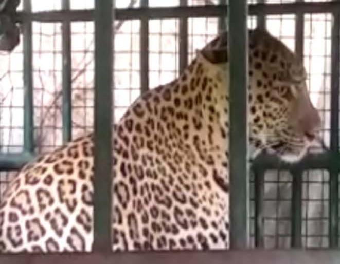 The borders of the state are laid on the borders of the state | राज्याच्या सीमेवर वावरणारा बिबटय़ा जेरबंद The borders of the state are laid on the borders of the state | राज्याच्या सीमेवर वावरणारा बिबटय़ा जेरबंद