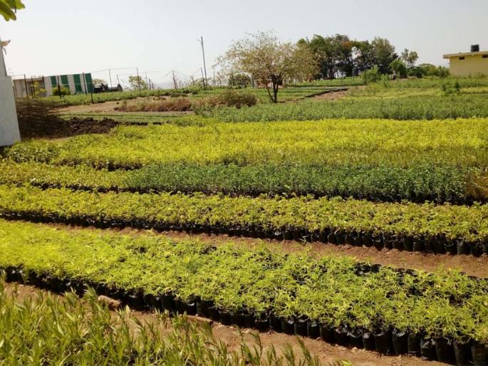 Due to tree plantation, 94 lakh potholes are prepared in the district | वृक्षारोपणासाठी जिल्ह्यात 94 लाख खड्डे खोदून तयार Due to tree plantation, 94 lakh potholes are prepared in the district | वृक्षारोपणासाठी जिल्ह्यात 94 लाख खड्डे खोदून तयार