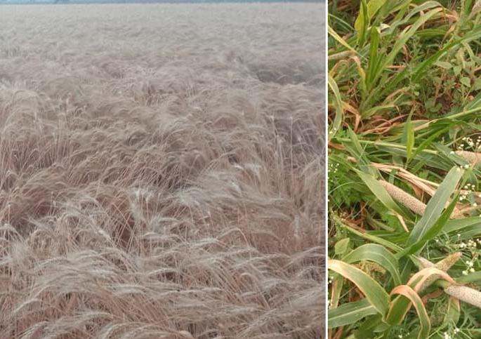 Rabi crops damaged due to untimely rains in the district | जिल्ह्यात अवकाळी पावसामुळे रब्बी पिकांचे नुकसान Rabi crops damaged due to untimely rains in the district | जिल्ह्यात अवकाळी पावसामुळे रब्बी पिकांचे नुकसान