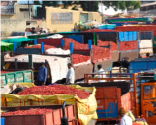 Turnover stagnated with chilli inflows | मिरची आवक वाढीने उलाढालीचा ठसका Turnover stagnated with chilli inflows | मिरची आवक वाढीने उलाढालीचा ठसका