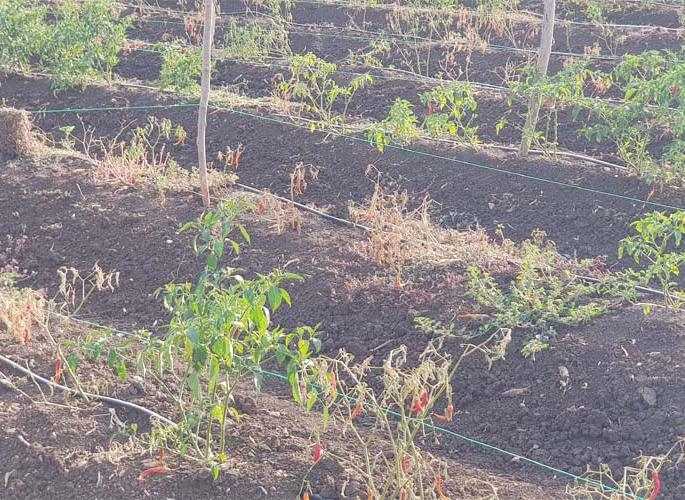 Farmers seeing PK taxpayers: Tears away to them | पीके करपतांना पाहून शेतक:यांना अश्रू अनावर Farmers seeing PK taxpayers: Tears away to them | पीके करपतांना पाहून शेतक:यांना अश्रू अनावर