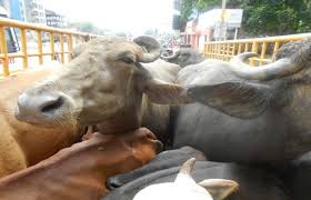 Ten cows going for slaughter in custody | कत्तलीसाठी जाणारे दहा गोवंश ताब्यात Ten cows going for slaughter in custody | कत्तलीसाठी जाणारे दहा गोवंश ताब्यात