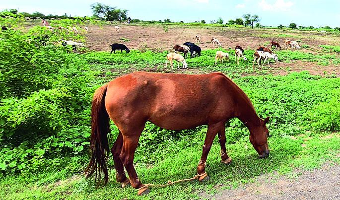 Ashadhi wari 2020; The Wakhri arena became a sheep and goat pasture | Ashadhi wari 2020; वाखरी रिंगणस्थळ बनलं शेळ्या-मेंढ्यांचं कुरण