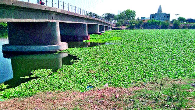 Order to remove Panveli from Saykheda | सायखेडा येथील पानवेली काढण्याचे आदेश Order to remove Panveli from Saykheda | सायखेडा येथील पानवेली काढण्याचे आदेश