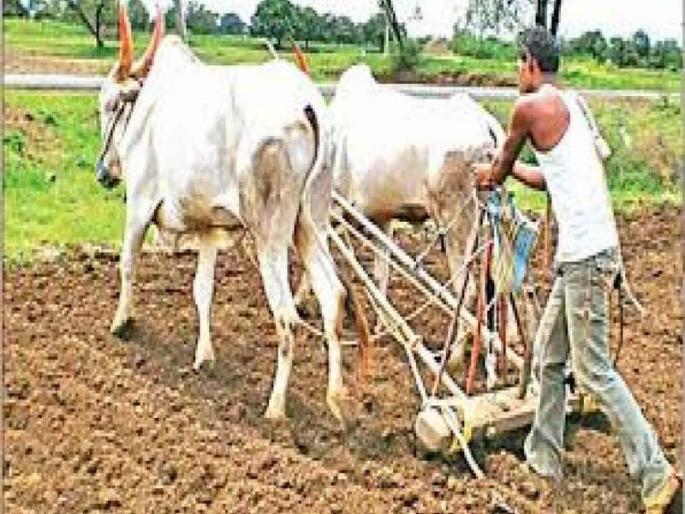61% sowing in Nashik district - - Farmers prefer sorghum, maize and soybean | नाशिक जिल्ह्यात 60 टक्क्यांहून अधिक पेरणी ; खासगी कंपन्यांच्या बियाण्यांना शेतकऱ्यांची पसंती 61% sowing in Nashik district - - Farmers prefer sorghum, maize and soybean | नाशिक जिल्ह्यात 60 टक्क्यांहून अधिक पेरणी ; खासगी कंपन्यांच्या बियाण्यांना शेतकऱ्यांची पसंती