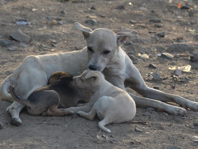 Who will be able to control 90 thousand stray dogs? | ९० हजार मोकाट कुत्री कोण आवरणार? Who will be able to control 90 thousand stray dogs? | ९० हजार मोकाट कुत्री कोण आवरणार?