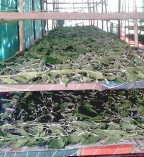 Parbhani: Trouble in Silk Plans | परभणी : रेशीम योजनाही अडचणीत