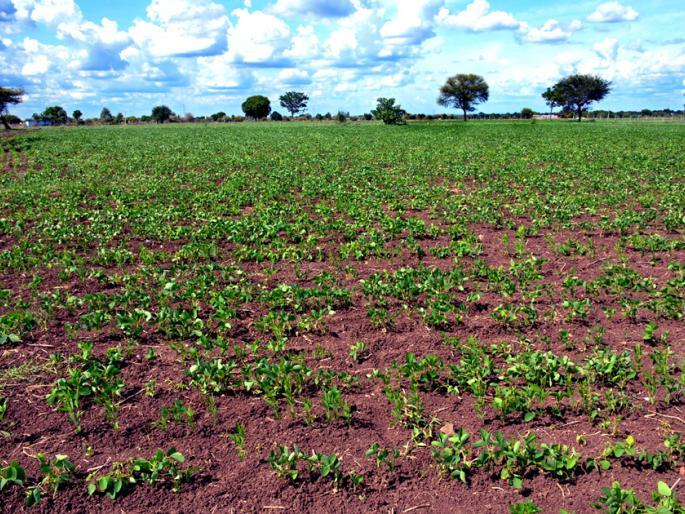 Parbhani: Lightning in the district on the third day | परभणी : तिसऱ्या दिवशी जिल्ह्यात भुरभूर Parbhani: Lightning in the district on the third day | परभणी : तिसऱ्या दिवशी जिल्ह्यात भुरभूर