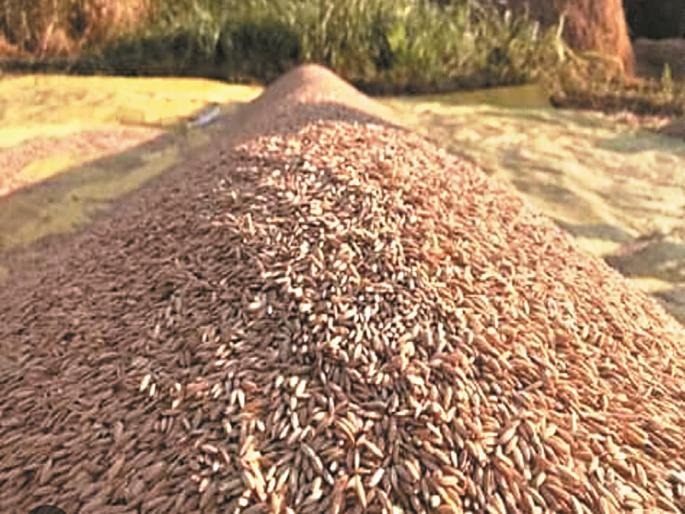 Indigenous rice seeds on the verge of extinction | भाताची देशी बियाणे नामशेष होण्याच्या मार्गावर, संकरित बियाणांनाच शेतकऱ्यांची पसंती Indigenous rice seeds on the verge of extinction | भाताची देशी बियाणे नामशेष होण्याच्या मार्गावर, संकरित बियाणांनाच शेतकऱ्यांची पसंती