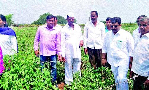 Damage of tomato crop by rain | पावसाने टोमॅटो पिकाचे नुकसान Damage of tomato crop by rain | पावसाने टोमॅटो पिकाचे नुकसान