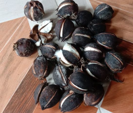  Cotton is decomposed by daily rainfall | दररोजच्या पावसाने कापूस सडला