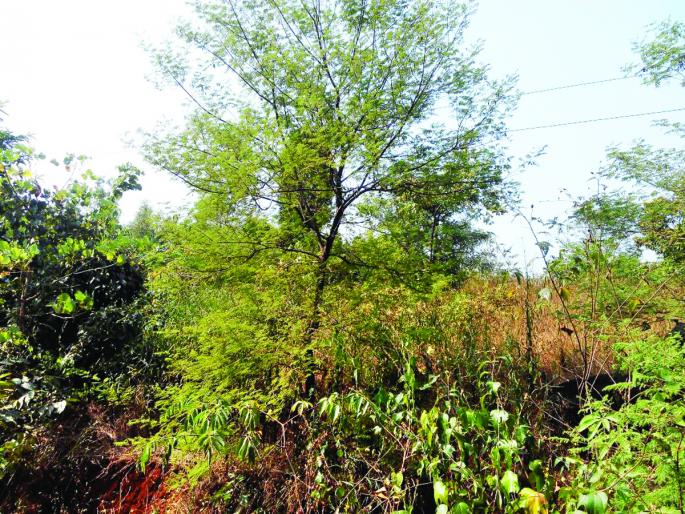 Traditional raw industry in Ratnagiri district suffered economic slowdown | रत्नागिरी जिल्ह्यात पारंपरिक कात उद्योगाला आर्थिक मंदीचा फटका Traditional raw industry in Ratnagiri district suffered economic slowdown | रत्नागिरी जिल्ह्यात पारंपरिक कात उद्योगाला आर्थिक मंदीचा फटका