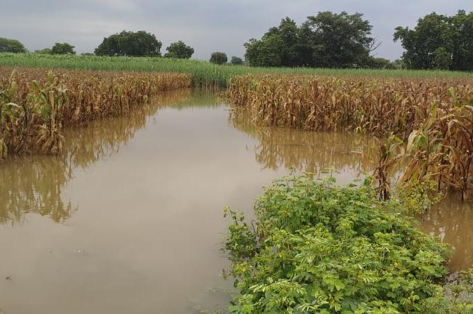 Damage to houses with crops due to heavy rains at Sakuri | साकुरी येथे अतिवृष्टीने पिकांसह घरांचे नुकसान Damage to houses with crops due to heavy rains at Sakuri | साकुरी येथे अतिवृष्टीने पिकांसह घरांचे नुकसान