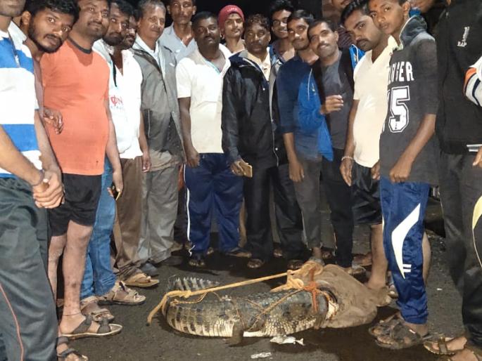 Crocodile swarm in Sarud's dam colony; Jailed | सरूडच्या धरणग्रस्त वसाहतीत मगरीचा शिरकाव; शिताफीने जेरबंद