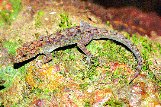 Four new species of Pali found in Satara ... | सातारकराने शोधल्यात पालींच्या चार नव्या प्रजाती... Four new species of Pali found in Satara ... | सातारकराने शोधल्यात पालींच्या चार नव्या प्रजाती...