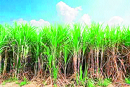 Factory weight checks | कारखान्यांच्या वजनकाट्यांची तपासणी Factory weight checks | कारखान्यांच्या वजनकाट्यांची तपासणी