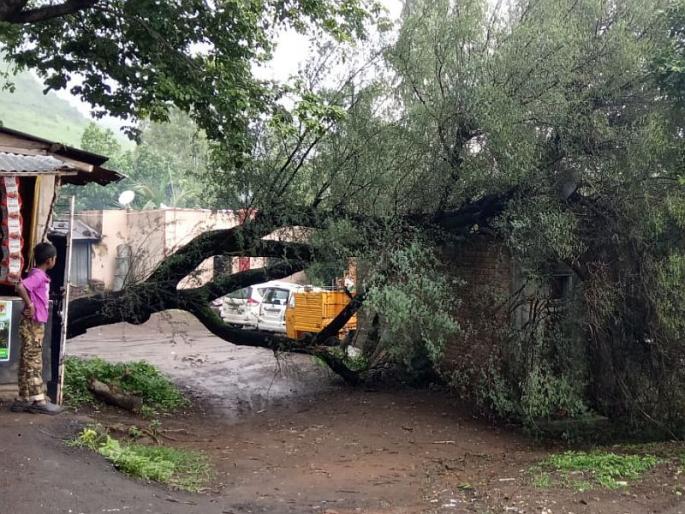 After a heavy downpour, the tree fell on the house, luckily the lives were avoided in satara | मुसळधार पावसानंतर घरावर झाड कोसळले, सुदैवाने जीवितहानी टळली After a heavy downpour, the tree fell on the house, luckily the lives were avoided in satara | मुसळधार पावसानंतर घरावर झाड कोसळले, सुदैवाने जीवितहानी टळली