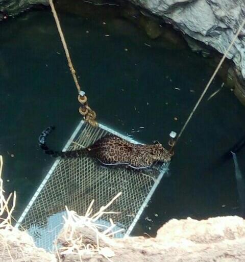 Jeevan, a leopard lying on the well in Sonegaon | सोनगाव येथील विहिरीत पडलेल्या बिबट्याला जीवदान Jeevan, a leopard lying on the well in Sonegaon | सोनगाव येथील विहिरीत पडलेल्या बिबट्याला जीवदान