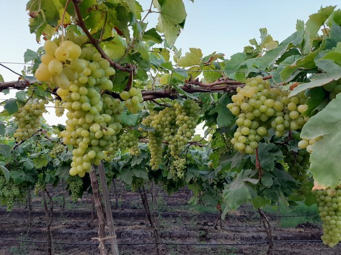  Worrying at grapefruit prices at an alarming rate | कवडीमोल दराने द्राक्षउत्पादक चिंंतीत