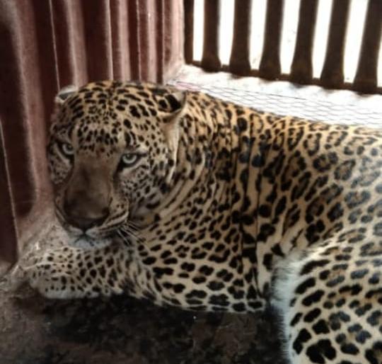 The leopard, which was roaming in the straw area, was finally captured | भुसे परिसरात धुमाकूळ घालणारा बिबट्या अखेर जेरबंद