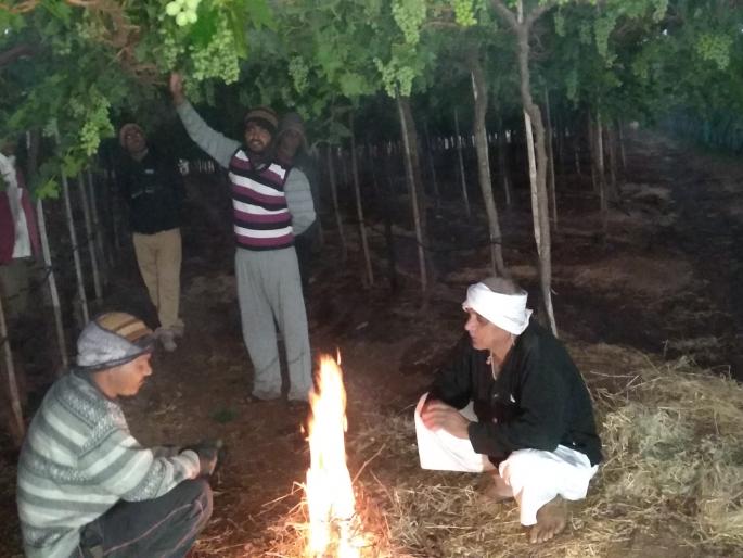 Magnificent grapes in grapes | द्राक्ष बागांमध्ये शेकोट्या Magnificent grapes in grapes | द्राक्ष बागांमध्ये शेकोट्या