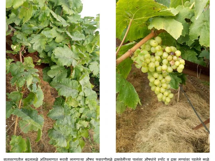 Niphad mercury at 5.5 degrees! | निफाडचा पारा ८.५ अंशांवर ! Niphad mercury at 5.5 degrees! | निफाडचा पारा ८.५ अंशांवर !