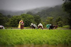 Comfort: Expect hard work to pay off | दिंडोरी तालुक्यातील खरिप हंगामातील कामे अंतिम टप्प्यात