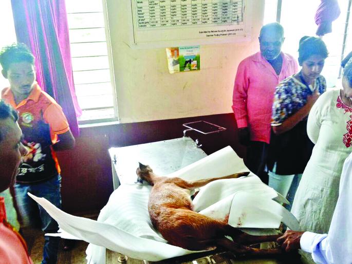 Failure of trying to save his life by playing 'life' Shirley broke the dogs | ‘जान पे खेलकर’ भेकराचा जीव वाचविण्याचा अट्टाहास प्रयत्न ठरले निष्फळ; शिरवळला कुत्र्यांनी तोडले लचके Failure of trying to save his life by playing 'life' Shirley broke the dogs | ‘जान पे खेलकर’ भेकराचा जीव वाचविण्याचा अट्टाहास प्रयत्न ठरले निष्फळ; शिरवळला कुत्र्यांनी तोडले लचके