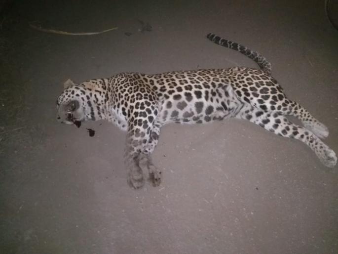 Leopard killed in collision with unknown vehicle | अज्ञात वाहनाच्या धडकेत बिबट्या ठार Leopard killed in collision with unknown vehicle | अज्ञात वाहनाच्या धडकेत बिबट्या ठार