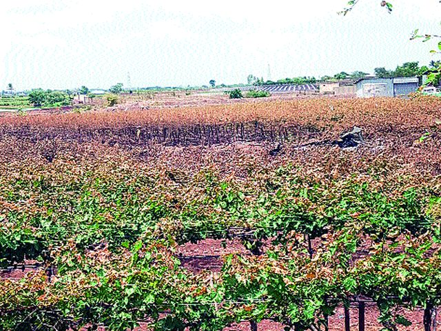 'They' have not changed | ‘ते’ सावरलेले नाहीत