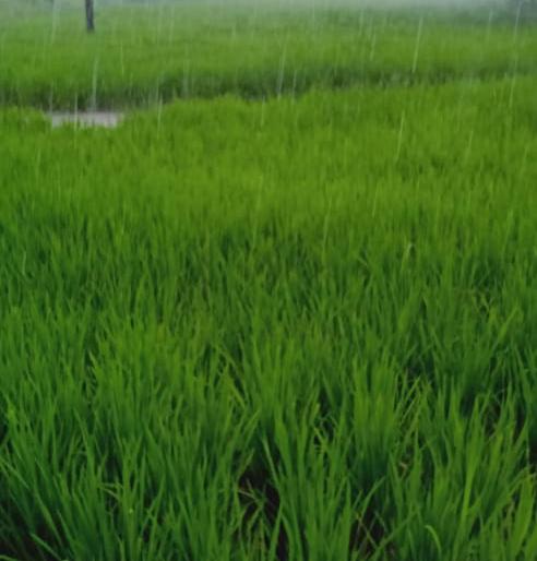 Heavy rainfall in the eastern part of Igatpuri taluka | इगतपुरी तालुक्याच्या पूर्व भागात जोरदार पाऊस Heavy rainfall in the eastern part of Igatpuri taluka | इगतपुरी तालुक्याच्या पूर्व भागात जोरदार पाऊस