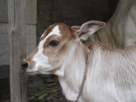 The cow lost its life while saving the calf | वासराला वाचविताना गाईने गमावला जीव  The cow lost its life while saving the calf | वासराला वाचविताना गाईने गमावला जीव