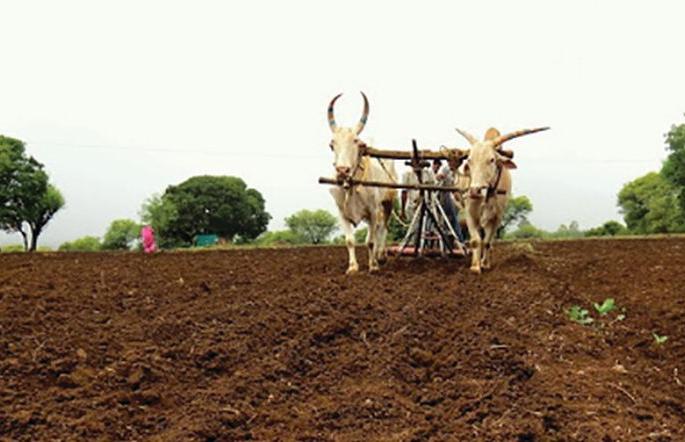 In Washim district, sowing was delayed on 13% of the area | वाशिम जिल्ह्यात पावसाअभावी १३ टक्के क्षेत्रावरील पेरणी खोळंबली