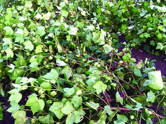 Washim: Hundreds of hectares of crops destroyed! | वाशिम : शेकडो हेक्टरवरील पिके उदध्वस्त! Washim: Hundreds of hectares of crops destroyed! | वाशिम : शेकडो हेक्टरवरील पिके उदध्वस्त!