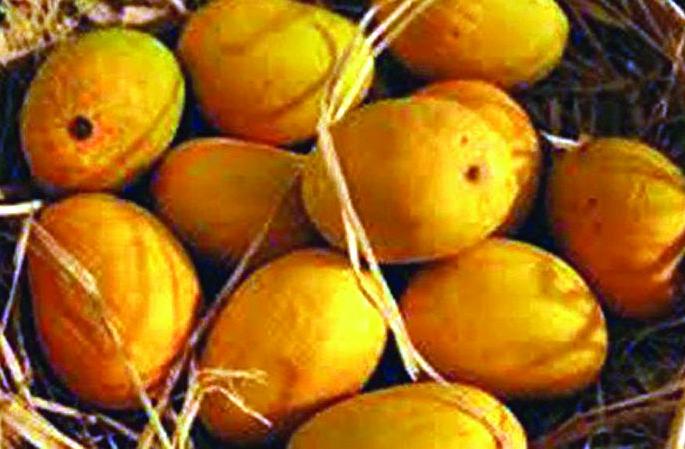 Hapus Mango of Devgad sold in Washim! | देवगडच्या हापूस आंब्याची वाशिममध्ये विक्री! Hapus Mango of Devgad sold in Washim! | देवगडच्या हापूस आंब्याची वाशिममध्ये विक्री!