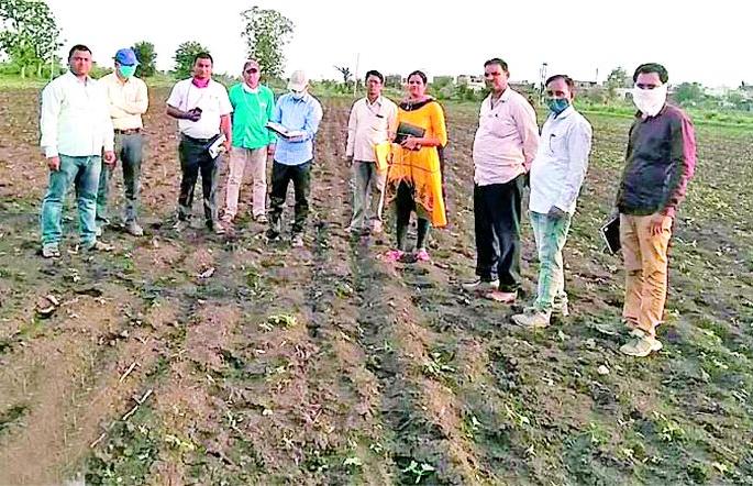 Sowed soybean seeds; But it did not grow | सोयाबीन बियाणं पेरलं; पण उगवलंच नाही Sowed soybean seeds; But it did not grow | सोयाबीन बियाणं पेरलं; पण उगवलंच नाही