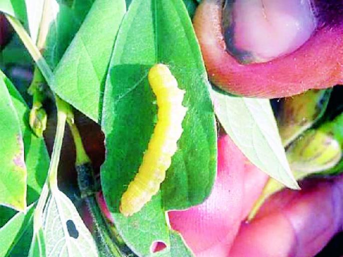 Nature's views on the tur crop on 260 hectares | २६० हेक्टरवरील तूर पिकावर निसर्गाची वक्रदृष्टी Nature's views on the tur crop on 260 hectares | २६० हेक्टरवरील तूर पिकावर निसर्गाची वक्रदृष्टी