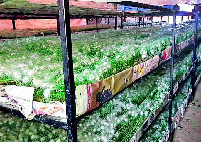 Mulberry plantation is completed on 272 acres | २७२ एकरांवर तुतीची लागवड पूर्ण Mulberry plantation is completed on 272 acres | २७२ एकरांवर तुतीची लागवड पूर्ण