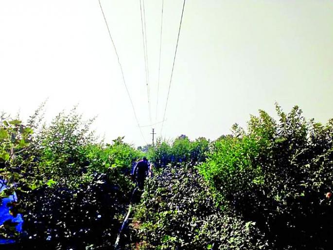 Invitation to death in the field of lightning in the field | शेतातील लोंबकळणाऱ्या विद्युत तारा देताहेत मृत्यूला निमंत्रण Invitation to death in the field of lightning in the field | शेतातील लोंबकळणाऱ्या विद्युत तारा देताहेत मृत्यूला निमंत्रण