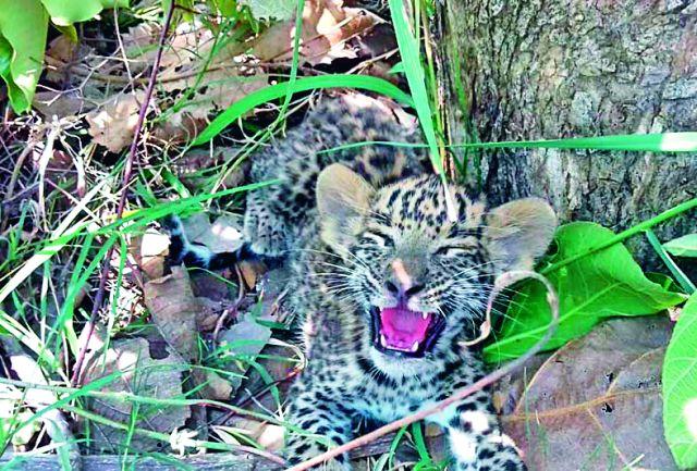 Mother But not a gift | हाकेच्या अंतरावर आई; पण भेट नाही