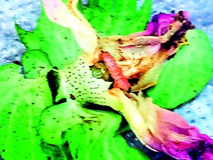 After the Nizampur Bondli | अकोल्यानंतर निजामपुरात बोंडअळी After the Nizampur Bondli | अकोल्यानंतर निजामपुरात बोंडअळी