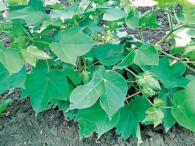 Horseshoe farmers | शेतकरी हवालदिल Horseshoe farmers | शेतकरी हवालदिल