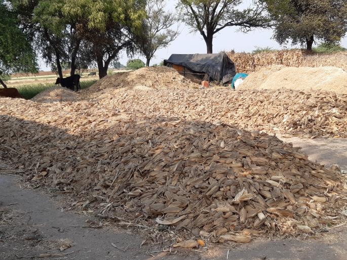 Maize growers | मका उत्पादक हवालदिल Maize growers | मका उत्पादक हवालदिल