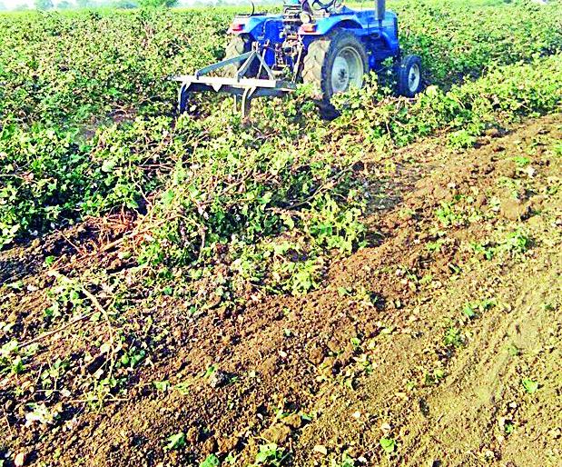 Parquet Revolver Tractor | पऱ्हाटीवर फिरविला ट्रॅक्टर