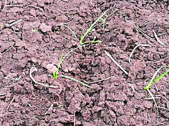 Punchnames of barren seeds in Ner at a snail's pace | नेरमध्ये वांझ बियाण्यांचे पंचनामे कासवगतीने Punchnames of barren seeds in Ner at a snail's pace | नेरमध्ये वांझ बियाण्यांचे पंचनामे कासवगतीने